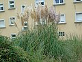 Cortaderia selloana Hierba de las Pampas (INVASORA)