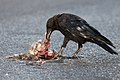 Eine Krähe in Paris frisst das Aas eines überfahrenen Vogels