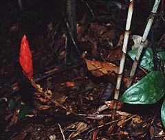 Description de l'image Costus stenophyllus 2.jpg.