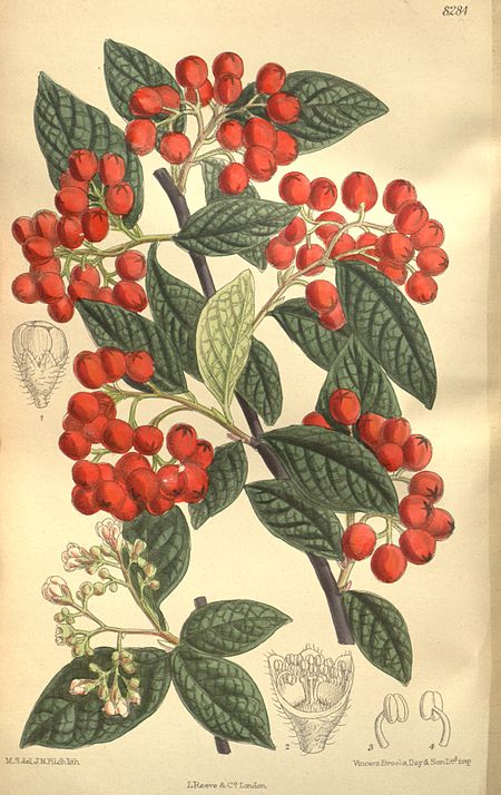 Cotoneaster bullatus