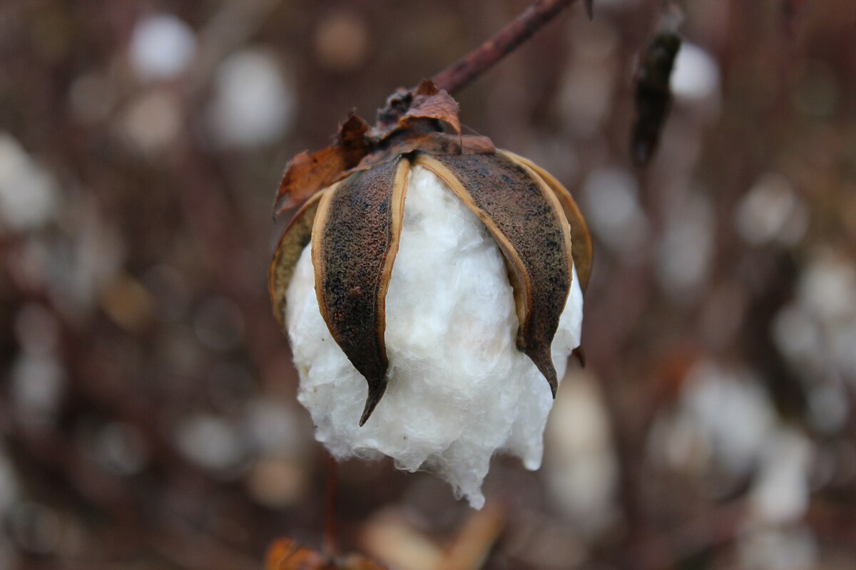 Cotton - Wikipedia