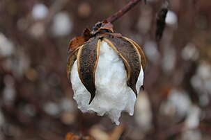 Bourre de coton (Gossypium hirsutum). (définition réelle 5 184 × 3 456)