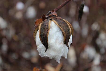 Cotton husk, awaiting to be picked.