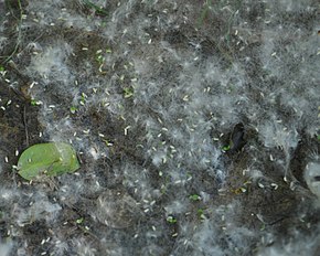 Fluffy "cotton" and seeds]