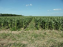 Kolorowe zdjęcie pola kukurydzy składającego się z kilku rzędów oddzielonych spacjami.