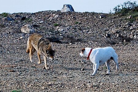 Tập_tin:Coyote_vs_Dog.jpg