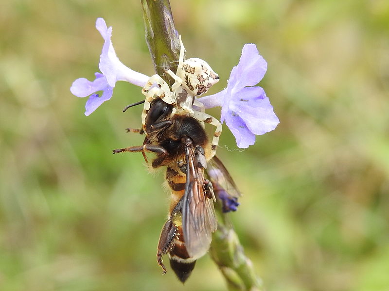 File:Crab spider and honey bee.JPG