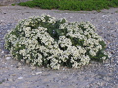 Plante développée en massif sur un sol sableux, avec des petites fleurs blanches.