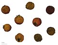 انواع مختلف میوه زالزالک