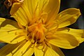 Crepis modocensis