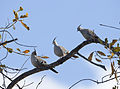 Crested pigeon 2 (15101007471).jpg