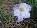 Crocus laevigatus 'Fontenayi'