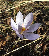 Crocus pallasii.jpg