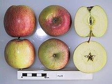Fuji (apple) - Wikipedia