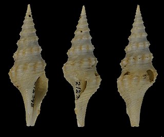 <i>Cruziturricula arcuata</i> Species of gastropod