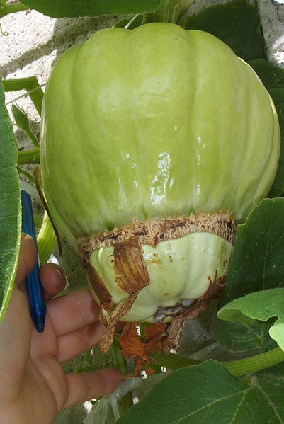 File:Cucurbita maxima Zapallo Plomo semillería Costanzi - 2014 02 17 - squash C photo 1.jpg