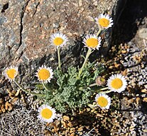 Cutleaf daisy (Erigeron compositus) ray-flowered