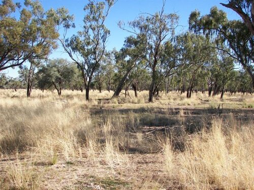 Cuttaburra Postcode