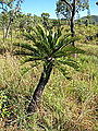 Cycas platyphylla specimen.JPG