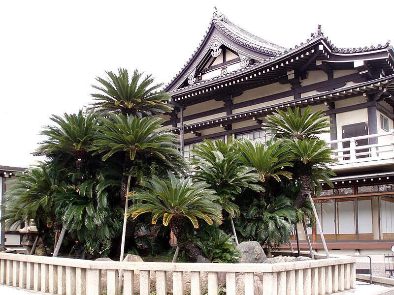 File:Cycas revoluta at Myokoku-ji, Sakai, Japan.jpg