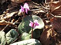 Cyclamen coum flowers