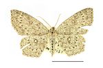 Cyclophora pendularia SLU.JPG