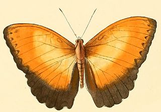 <i>Cymothoe beckeri</i> species of insect