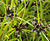 Cyperus Fuscus crop.jpg