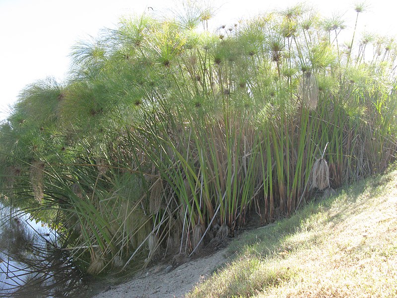 File:Cyperus scapes IMG 5322p.JPG