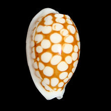 Cypraeacribraria.jpg