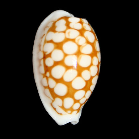 Tập_tin:Cypraeacribraria.jpg