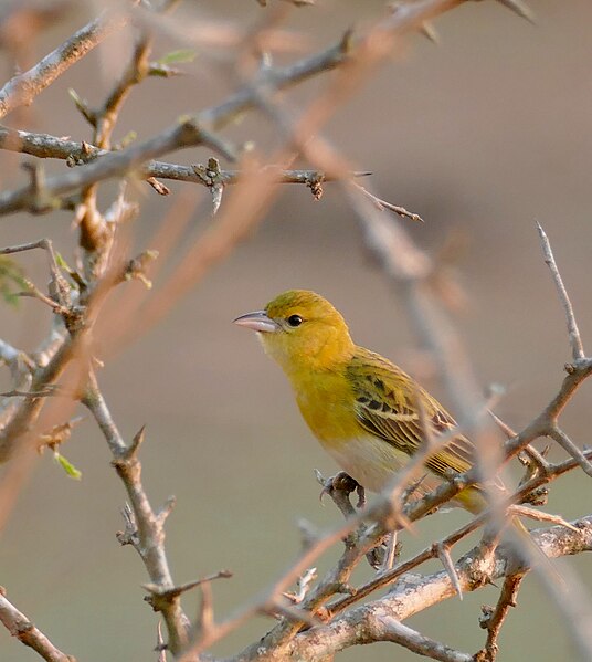 File:Day 16 Lesser Masked Weaver (Ploceus intermedius) female ... (53450768293).jpg