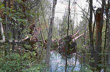 Dead Stream Swamp, Michigan: a northern white cedar swamp Dead Stream Swamp MI.jpg