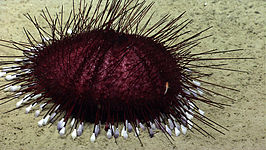 Hygrosoma petersii