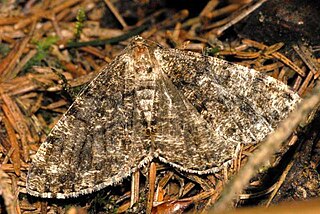 <i>Deileptenia</i> Genus of moths