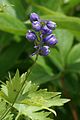 * Nomination Buds of larkspur(Delphinium x cultorum), in a garden, France --JLPC 22:54, 11 July 2012 (UTC) * Promotion  Support Good quality for me. --Jkadavoor 06:39, 12 July 2012 (UTC)