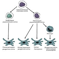 Dendritic cells scheme.jpg