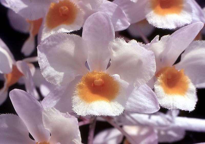 File:Dendrobium farmeri Orchi 001.jpg