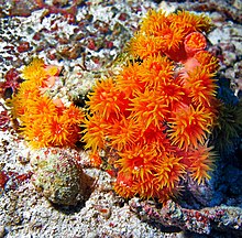 Dendrophylliidae - Tubastraea faulkneri (оранжевый солнечный коралл) .jpg