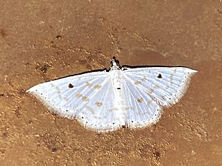 <i>Derambila lumenaria</i> Species of moth