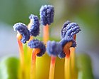 Detail of Fuchsia procumbens R.Cunn. stamina of male plant with remarkable blue pollen