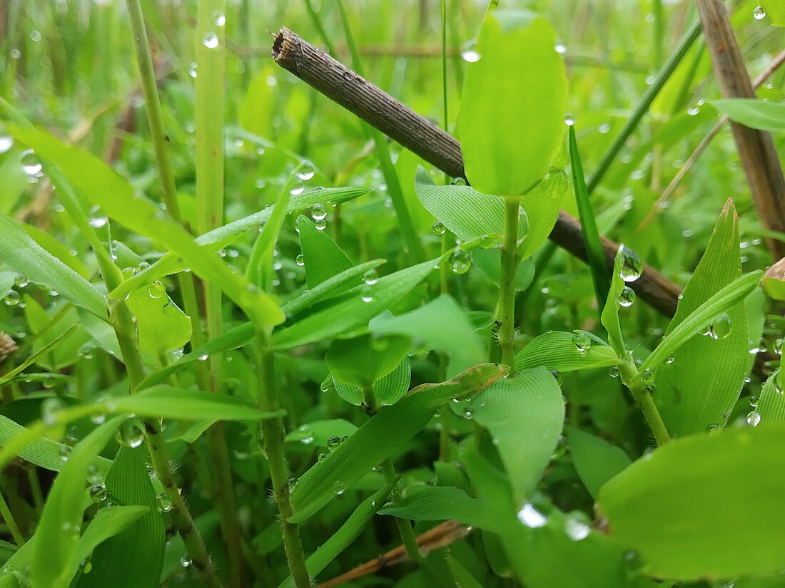 শৰৎ ঋতু