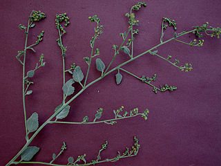 <i>Dicoria canescens</i> species of plant