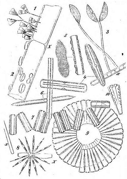 File:Die Gartenlaube (1853) b 214.jpg