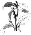 Die Gartenlaube (1858) b 249 2.jpg g. das Ablactiren