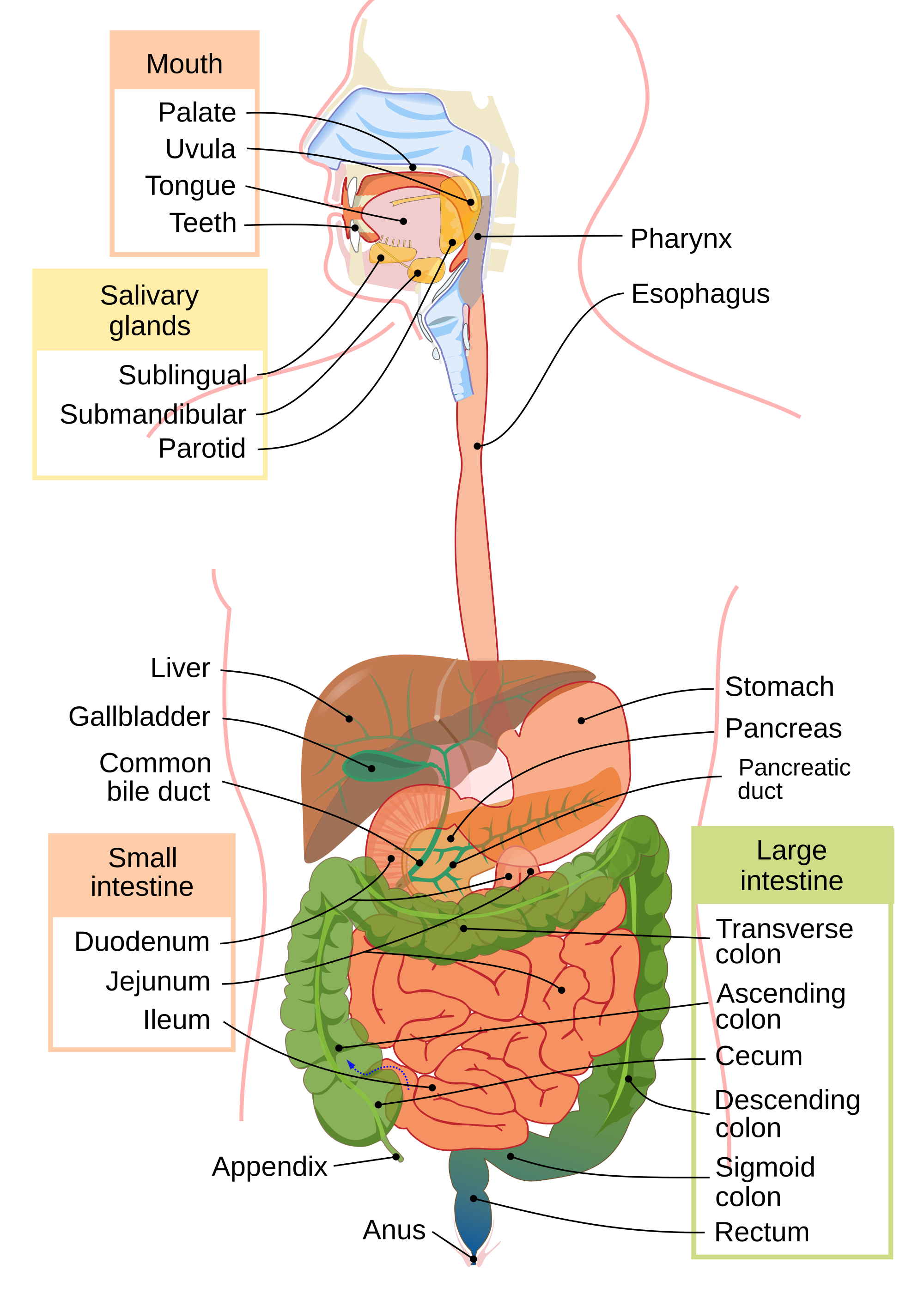 Image result for digestive system