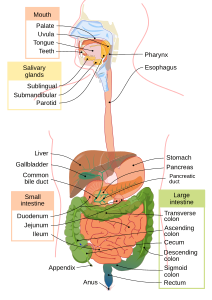 Digestive system diagram