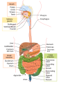 Digestive system diagram