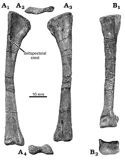 Photos of a straight limb-bone in multiple views