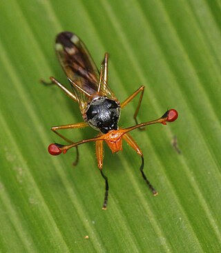 <i>Diopsis</i> Genus of stalk-eyed flies